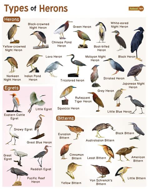 heron types and pictures.